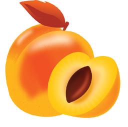 Apricot